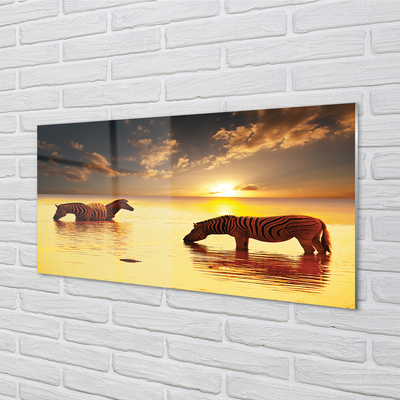 Billede glas Zebra vand solnedgang