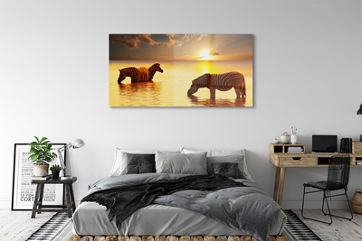 Billede glas Zebra vand solnedgang