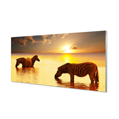 Billede glas Zebra vand solnedgang