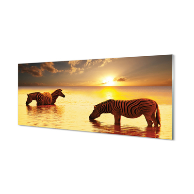 Billede glas Zebra vand solnedgang