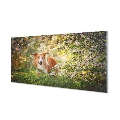 Billede på glas Hund skov blomster