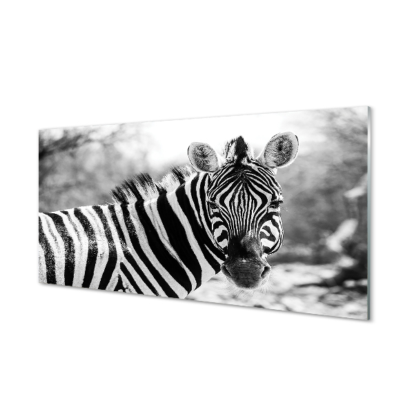 Billede i glas Retro zebra