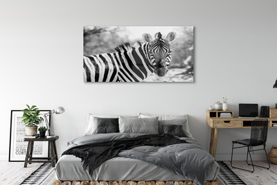 Billede i glas Retro zebra