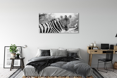 Billede i glas Retro zebra