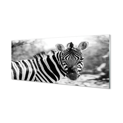 Billede i glas Retro zebra