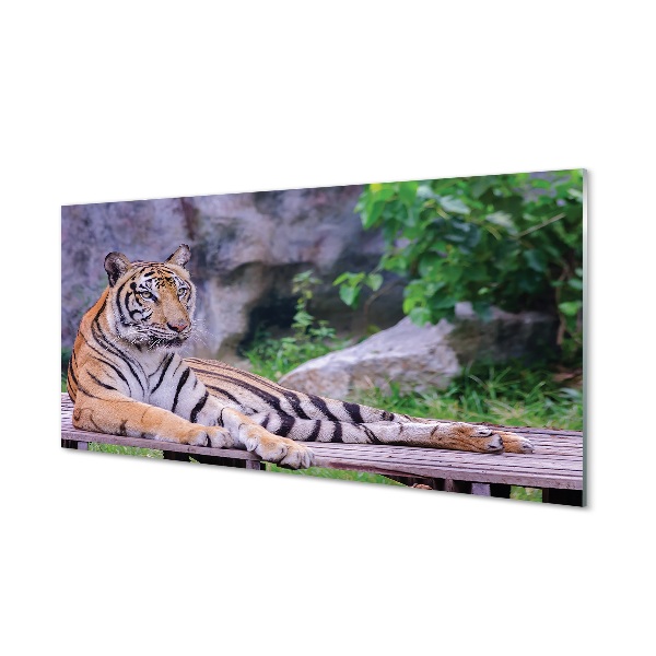 Glasfoto Tiger i zoologisk have