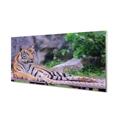 Glasfoto Tiger i zoologisk have