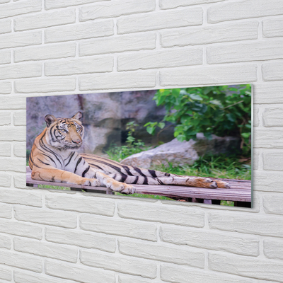 Glasfoto Tiger i zoologisk have