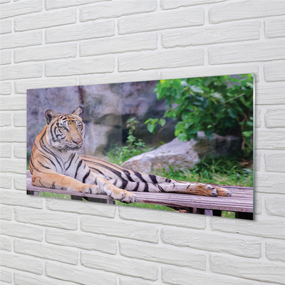 Glasfoto Tiger i zoologisk have