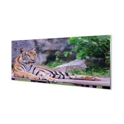 Glasfoto Tiger i zoologisk have