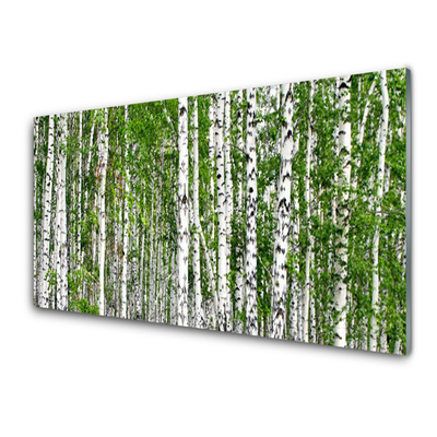 Glasbillede Birch Forest Trees Nature