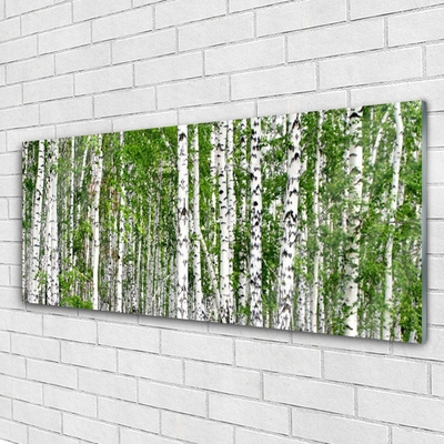 Glasbillede Birch Forest Trees Nature