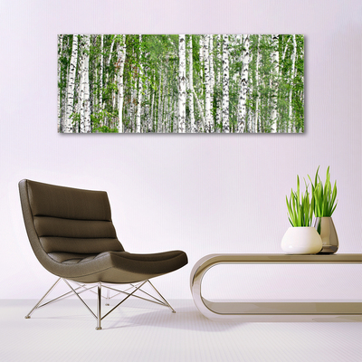 Glasbillede Birch Forest Trees Nature