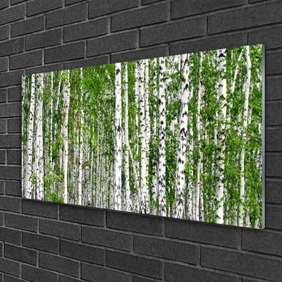 Glasbillede Birch Forest Trees Nature