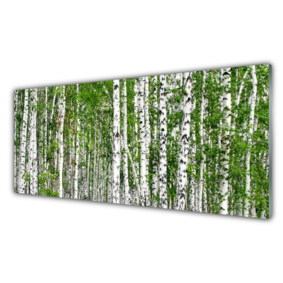 Glasbillede Birch Forest Trees Nature