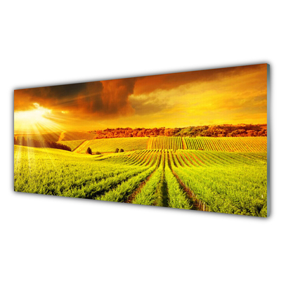 Billede glas Field Sunset Landscape