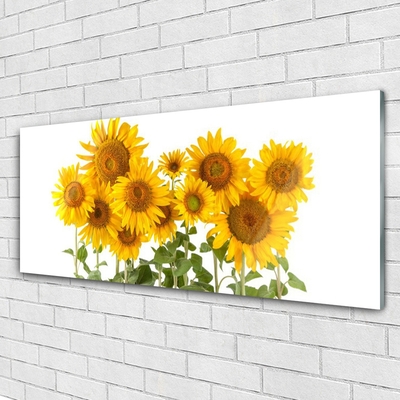 Glasfoto Plant Sunflowers