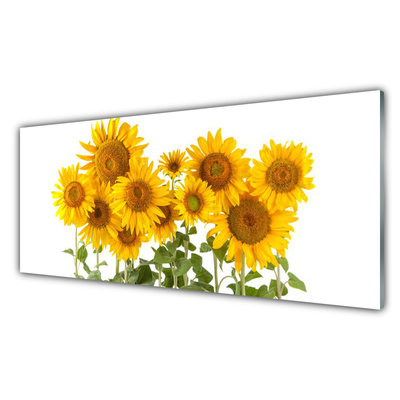 Glasfoto Plant Sunflowers