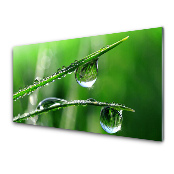 Glasfoto Grass Rose Drops