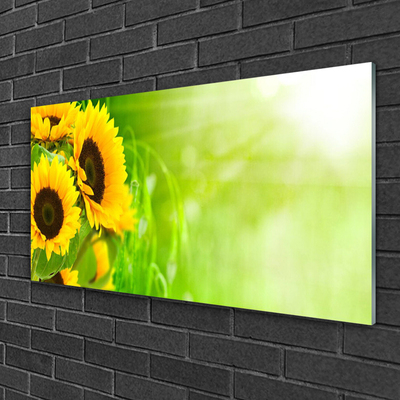 Billede glas Sunflowers Plant