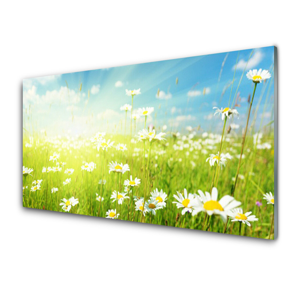 Billede i glas Meadow Daisy Nature