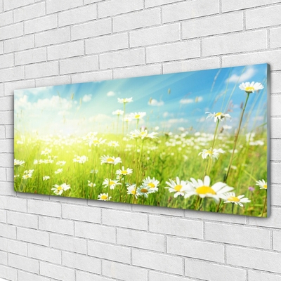 Billede i glas Meadow Daisy Nature