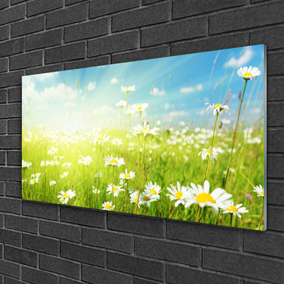 Billede i glas Meadow Daisy Nature