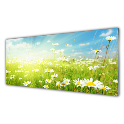 Billede i glas Meadow Daisy Nature