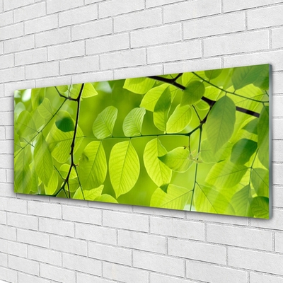 Billede glas Leaf Nature Plant