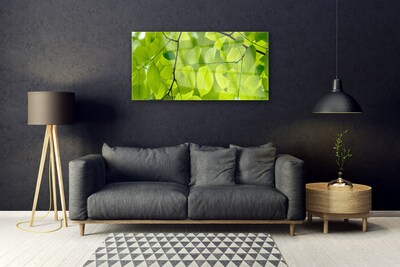 Billede glas Leaf Nature Plant