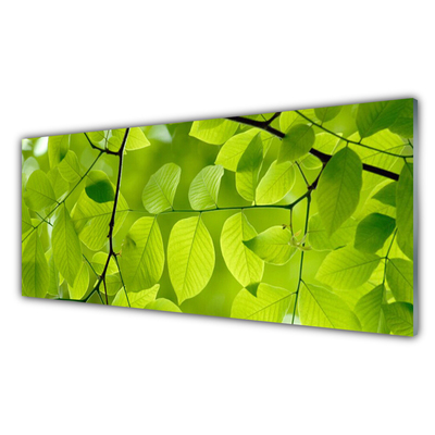 Billede glas Leaf Nature Plant