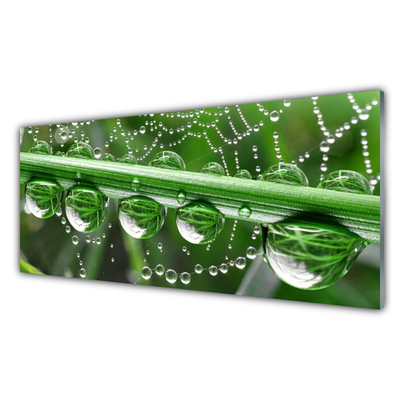 Glasbillede Cobweb Drops Plant