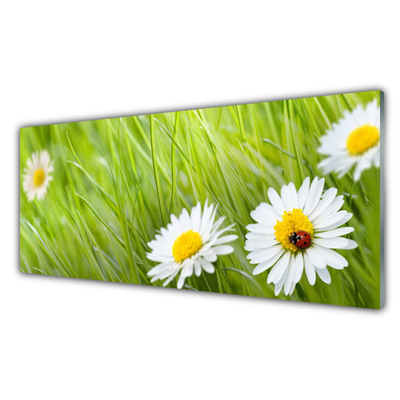 Billede glas Græs Daisy Natur