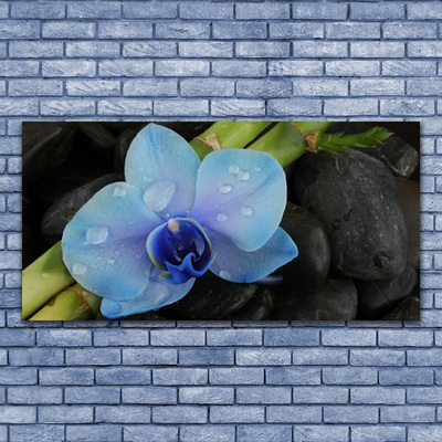 Glasfoto Flower Stones Plant