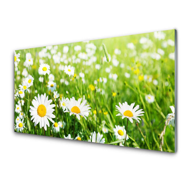 Glasbillede Daisy Flower Plant