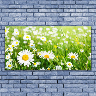 Glasbillede Daisy Flower Plant