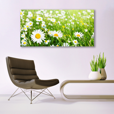 Glasbillede Daisy Flower Plant