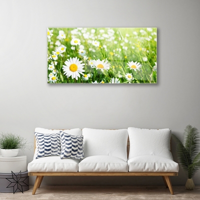 Glasbillede Daisy Flower Plant