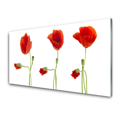 Billede glas Poppies Plant Nature