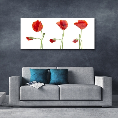 Billede glas Poppies Plant Nature