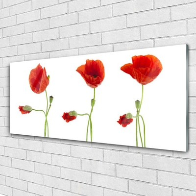 Billede glas Poppies Plant Nature