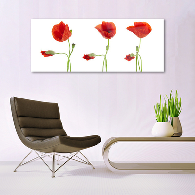 Billede glas Poppies Plant Nature