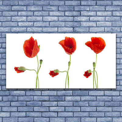 Billede glas Poppies Plant Nature