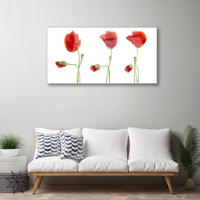 Billede glas Poppies Plant Nature