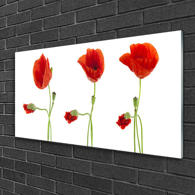 Billede glas Poppies Plant Nature