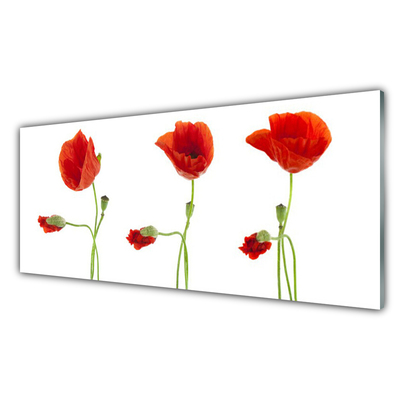 Billede glas Poppies Plant Nature