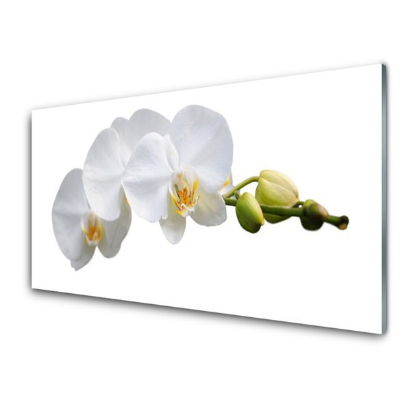 Glasfoto Blomster Planter Natur