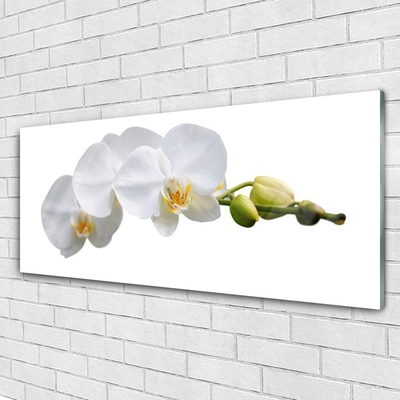 Glasfoto Blomster Planter Natur