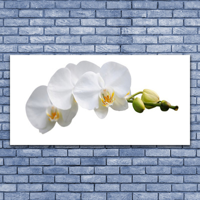 Glasfoto Blomster Planter Natur