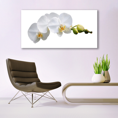 Glasfoto Blomster Planter Natur